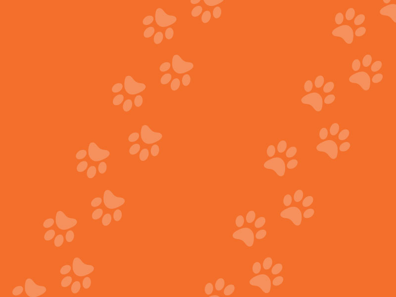 Orange Background with paw print pattern