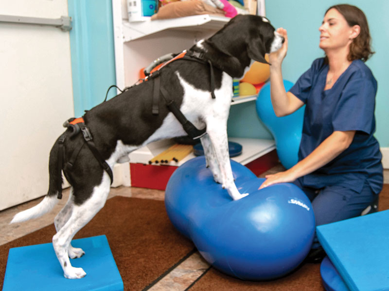 Services Paws PT Pet Physical Therapy Rehab Wellness